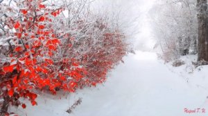 Зимний мотив.  Под счастливой звездой...