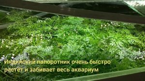 CO² в аквариуме и что стало с индийским папоротником