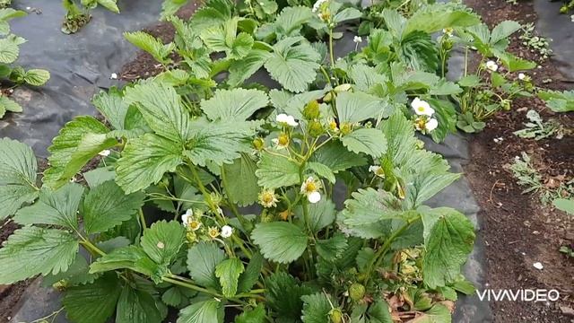Обработала клубнику экоудобрением. Больные кусты завалили урожаем!!!