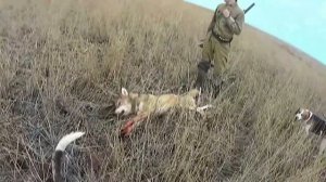 Охота с пегими русским гончими 2017г охот. хозяйство Южный регион