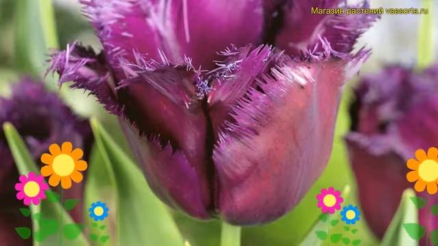 Тюльпан бахромчатый Горилла. Краткий обзор, описание характеристик, где купить луковицы Gorilla смотреть онлайн