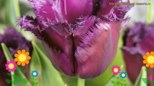Тюльпан бахромчатый Горилла. Краткий обзор, описание характеристик, где купить луковицы Gorilla