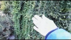 Что такое Пендула и зачем она вам нужна?