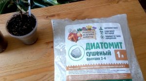 Мошки в комнатных цветах ? Супер легкий способ избавиться от грибного комарика.