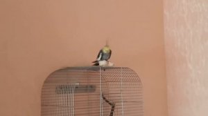 Агрессивный попугай Корелла. Попугай  Корелла злится. Нимфа.