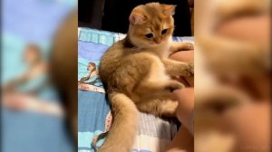 🐈Милые котики| Подборка милых котиков| Милые коты и кошки 2024💫