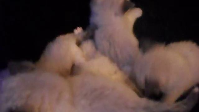 Cashmere en kittens смотреть онлайн