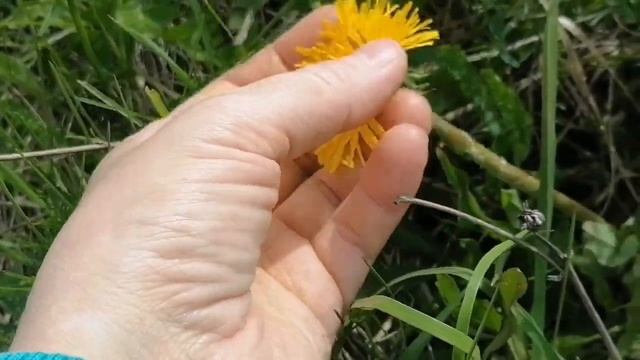 #Одуванчик. И всё о нём. #Как правильно заготовить? смотреть онлайн