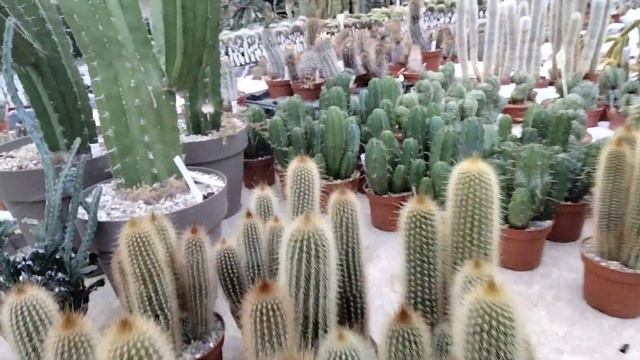 Виды огромных кактусов и их названия.Uhligcacteen.