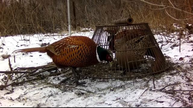 КАК ПОЙМАТЬ ФАЗАНА