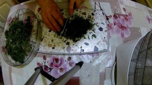 Сушка укропа в электросушилке, сушка укропа на зиму, сушка укропа в домашних условиях, сушка укропа