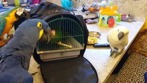 Элвис приехал домой!!!Попугай ара, какаду и Гиацинтовый Ара встречают брата!