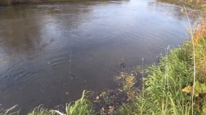 Щука. Трудовая рыбалка на реке Барыш