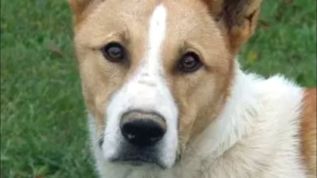 Пса решили усыпить из-за 6 кг. опухоли, но врачи отказались это делать и не зря, история до слёз смотреть онлайн