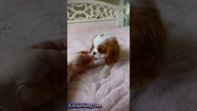 Малышка Вивьен смотреть онлайн