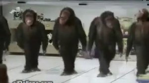 Лучшие приколы про животных.#1