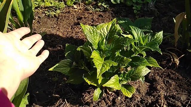 Какие Гортезии нельзя оставлять в грунте на зиму⁉️ смотреть онлайн