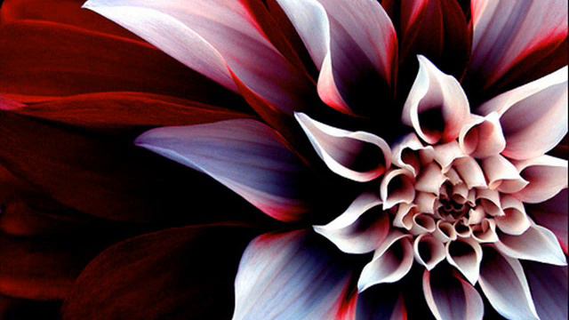 Jesu Joy Of Man's Desiring by Dan Gibson смотреть онлайн