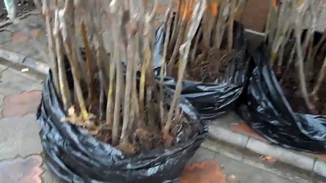 Орех пекан сорта Мохавк трехлетние привитые саженцы смотреть онлайн