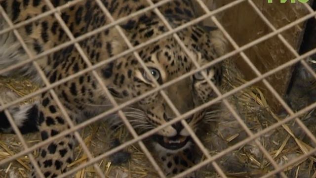 Такие редкие и такие гордые. В самарском зоопарке дальневосточные леопарды стали родителями смотреть онлайн