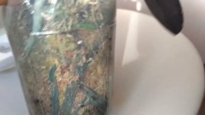 Зацвела орхидея Schilleriana 'Pink Butterfly