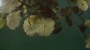 Ты, где июль?(Ты где июль, ты где июль?Какая даль, какая сказка(к/ф "Зелёный фургон"(наброски)
