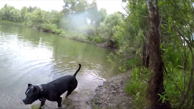 DM# 13 ПИТБУЛЬ и ПРАЙТЕР КУПАЮТСЯ В РЕКЕ. PITBULES FLOATING pets собака смотреть онлайн