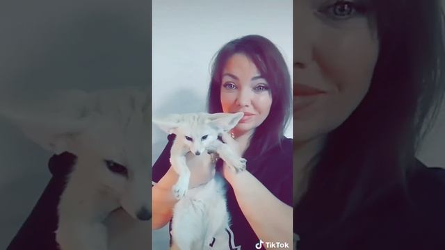 фенек лисички смотреть онлайн