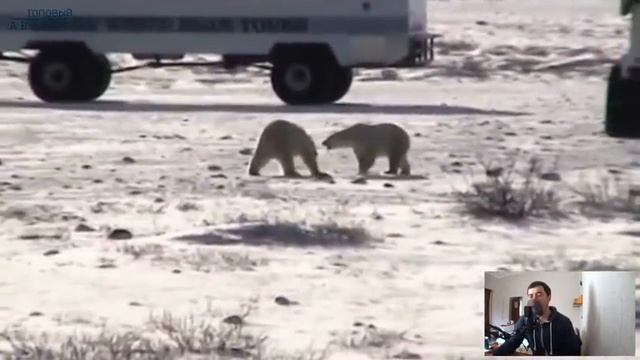 ОГРОМНЫЙ отель на колесах который создали только ради тех кто любит понаблюдать за белыми медведями смотреть онлайн