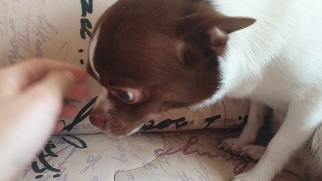 ТЫКАЮ В ЛИЦО КАМЕРОЙ СОБАКЕ смотреть онлайн