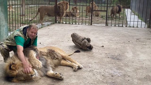 Олег Зубков зашел пообщаться со львами перед их выпуском ! смотреть онлайн