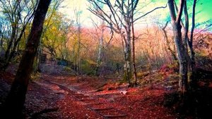 Фон - осенний ветерок |  Футаж №381