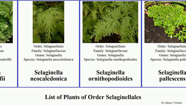 List of Plants of Order Selaginellales spikemoss club northern fan stone flower sand desert mesa смотреть онлайн