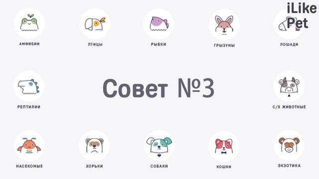 4 совета, как помочь морской свинке адаптироваться в новом доме смотреть онлайн