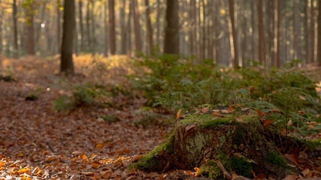 Расслабляющая музыка со звуками природы и частотой Сольфеджио 528Hz смотреть онлайн