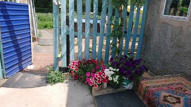 Сезон кабачков открыт.Первый раз в жизни заморозила редиску.#жизньвдеревне