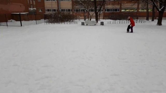 Что нужно сделать, чтобы собака слушалась ребенка?