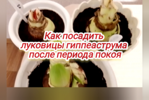 Как пересадить луковицы гиппеаструма после периода покоя