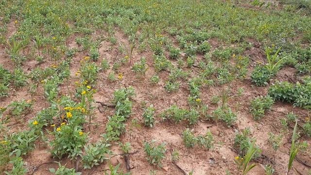 #Guizotia abyssinica #niger #uchellu ##blackniger planting and caring with benefits смотреть онлайн