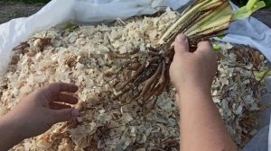 Сад Ворошиловой. ПИОНЫ и ЛИЛЕЙНИКИ. Обзор посылки #обзор #распаковка