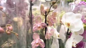 Обзор Орхидей красивейший завоз в садовом центре Одесса