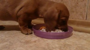 Моя такса Тайга 1 месяц