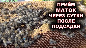 Приём маток через сутки после подсадки.