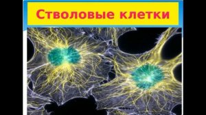 КАК ЛЕЧИТЬ ПОЧКИ?