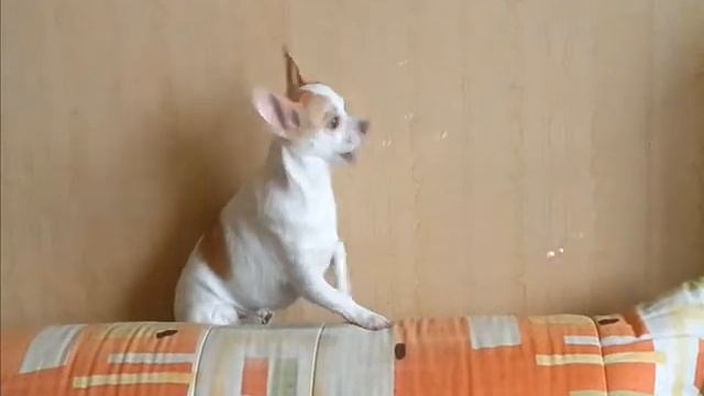 Маэстро мыльных пузырей смотреть онлайн