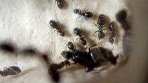Муравьи Lasius cf. alienus боятся яркого света.