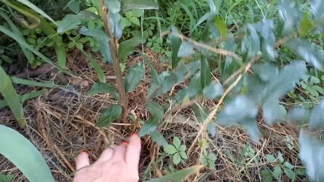 КАК УВЕЛИЧИТЬ КОЛИЧЕСТВО ПЛОДОВ НА ДЕРЕВЕ ИНЖИРА смотреть онлайн