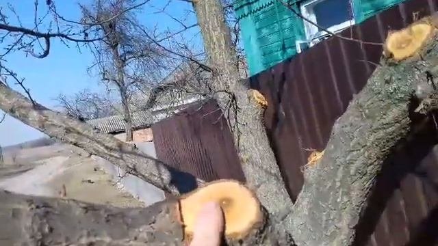Ошибки при обрезке деревьев.#обрезкадеревьев #весенняяобрезка