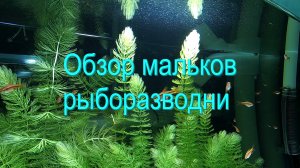 Обзор мальков рыборазводни
