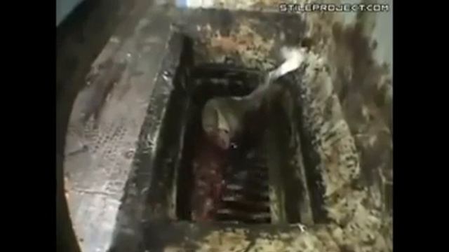 Из чего делают колбасу не ешьте люди это отвратительно смотреть онлайн